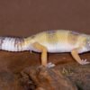 Leopard Gecko (Eublepharis macularius)