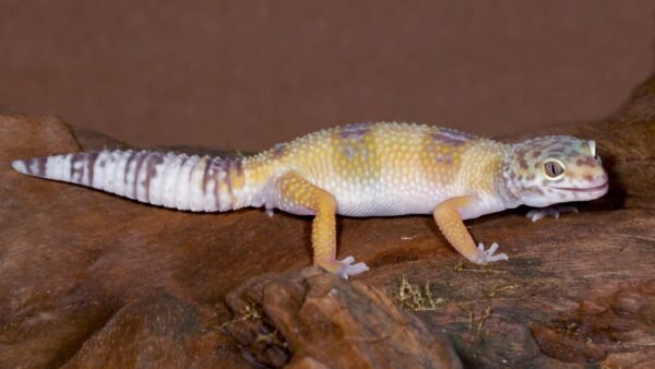 Leopard Gecko (Eublepharis macularius)