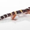 Leopard Gecko (Eublepharis macularius)