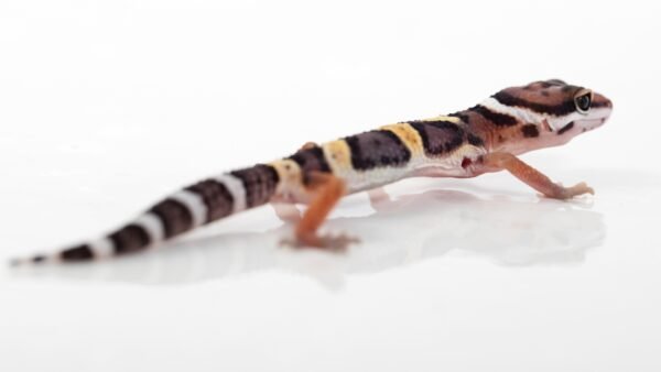 Leopard Gecko (Eublepharis macularius)