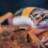 Leopard Gecko (Eublepharis macularius)