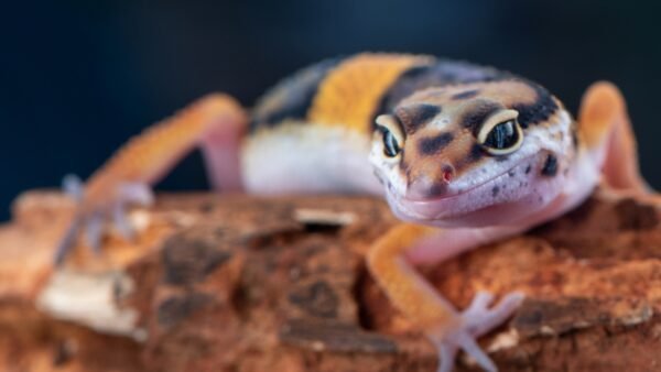 Leopard Gecko (Eublepharis macularius)