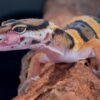 Leopard Gecko (Eublepharis macularius)