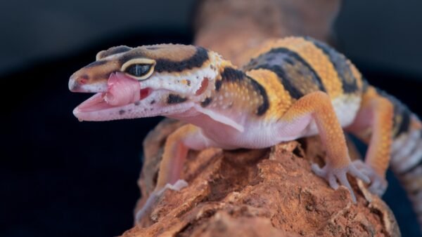 Leopard Gecko (Eublepharis macularius)