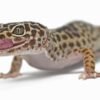 Leopard Gecko (Eublepharis macularius)