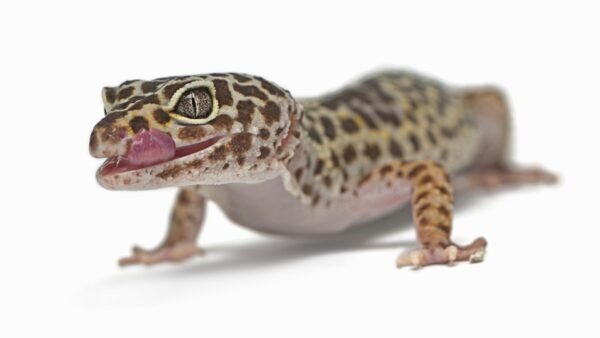 Leopard Gecko (Eublepharis macularius)