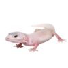 Leopard Gecko (Eublepharis macularius)