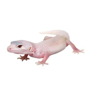 Leopard Gecko (Eublepharis macularius)