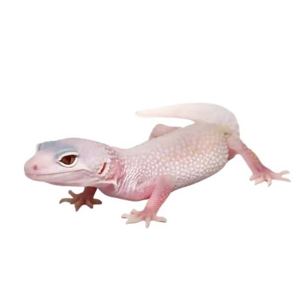 Leopard Gecko (Eublepharis macularius)