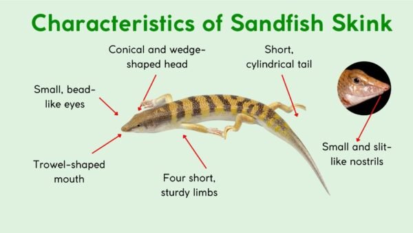 Egyptian Sandfish (Scincus Scincus)