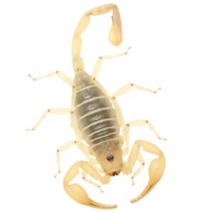 Dune Scorpion (Smeringurus mesaensis)