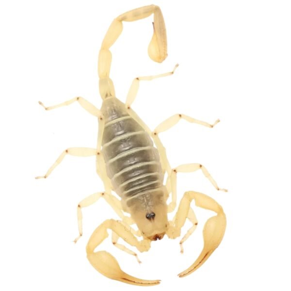 Dune Scorpion (Smeringurus mesaensis)