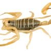 Dune Scorpion (Smeringurus mesaensis)