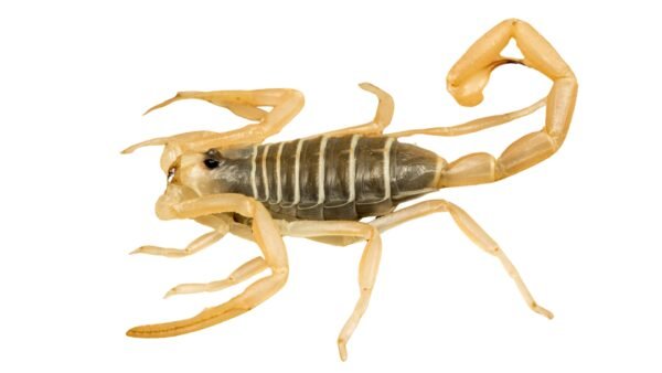 Dune Scorpion (Smeringurus mesaensis)