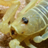 Dune Scorpion (Smeringurus mesaensis)