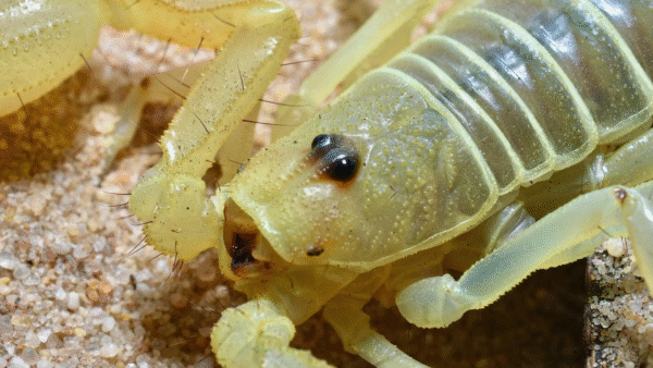 Dune Scorpion (Smeringurus mesaensis)
