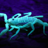 Dune Scorpion (Smeringurus mesaensis)