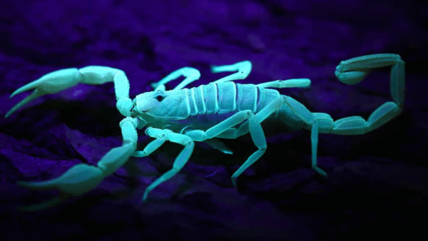 Dune Scorpion (Smeringurus mesaensis)