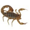 Yellow Devil Desert Scorpion (Paravaejovis confusus)