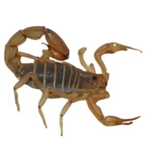 Yellow Devil Desert Scorpion (Paravaejovis confusus)