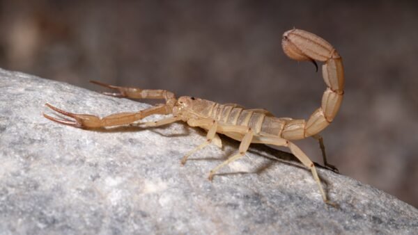 Yellow Devil Desert Scorpion (Paravaejovis confusus)