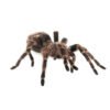Costa Rican Stripe Knee Tarantula (Aphonopelma seemanni)