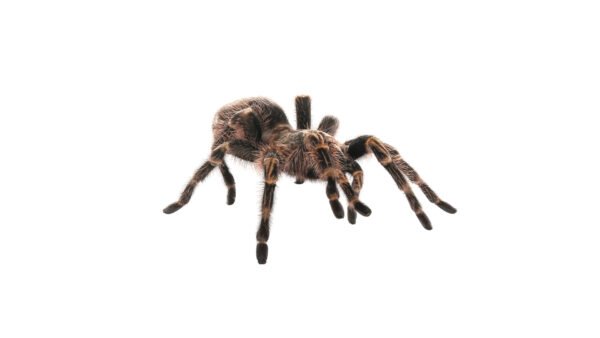 Costa Rican Stripe Knee Tarantula (Aphonopelma seemanni)