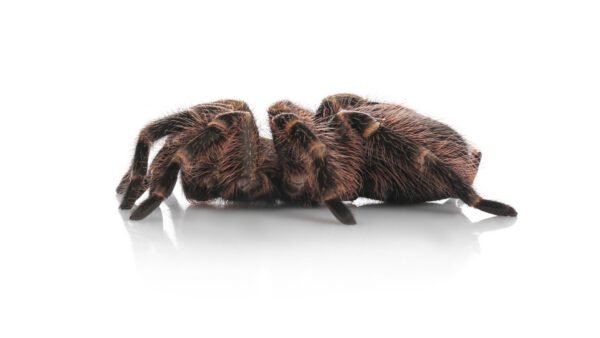 Costa Rican Stripe Knee Tarantula (Aphonopelma seemanni)