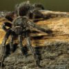 Costa Rican Stripe Knee Tarantula (Aphonopelma seemanni)