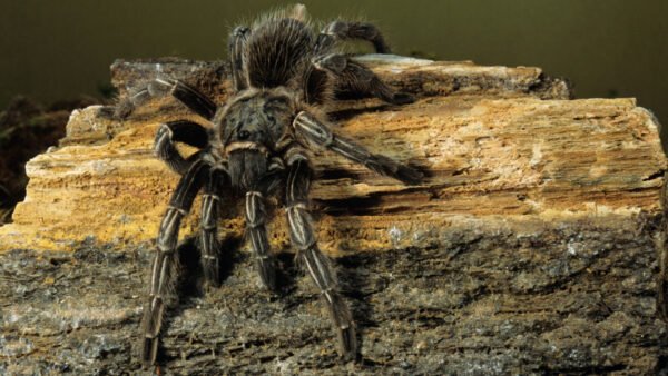 Costa Rican Stripe Knee Tarantula (Aphonopelma seemanni)