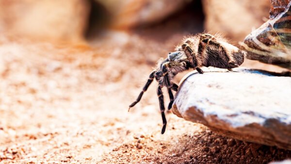 Costa Rican Stripe Knee Tarantula (Aphonopelma seemanni)