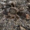 Costa Rican Stripe Knee Tarantula (Aphonopelma seemanni)