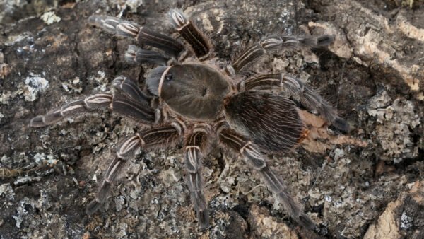 Costa Rican Stripe Knee Tarantula (Aphonopelma seemanni)