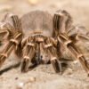 Costa Rican Stripe Knee Tarantula (Aphonopelma seemanni)