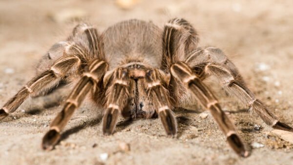 Costa Rican Stripe Knee Tarantula (Aphonopelma seemanni)