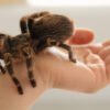 Costa Rican Stripe Knee Tarantula (Aphonopelma seemanni)