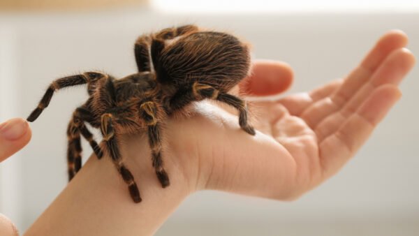 Costa Rican Stripe Knee Tarantula (Aphonopelma seemanni)