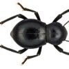 Smooth Black Death Feigning Beetle (Asbolus laevis)