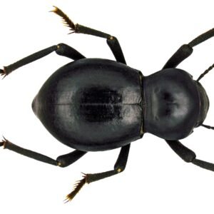 Smooth Black Death Feigning Beetle (Asbolus laevis)