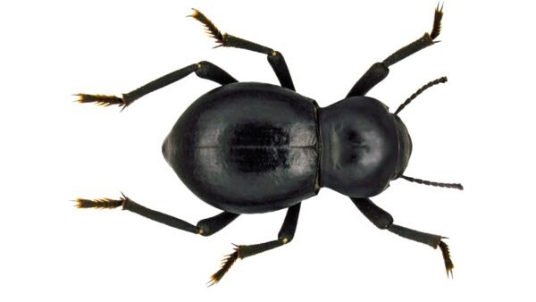Smooth Black Death Feigning Beetle (Asbolus laevis)