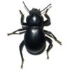 Smooth Black Death Feigning Beetle (Asbolus laevis)