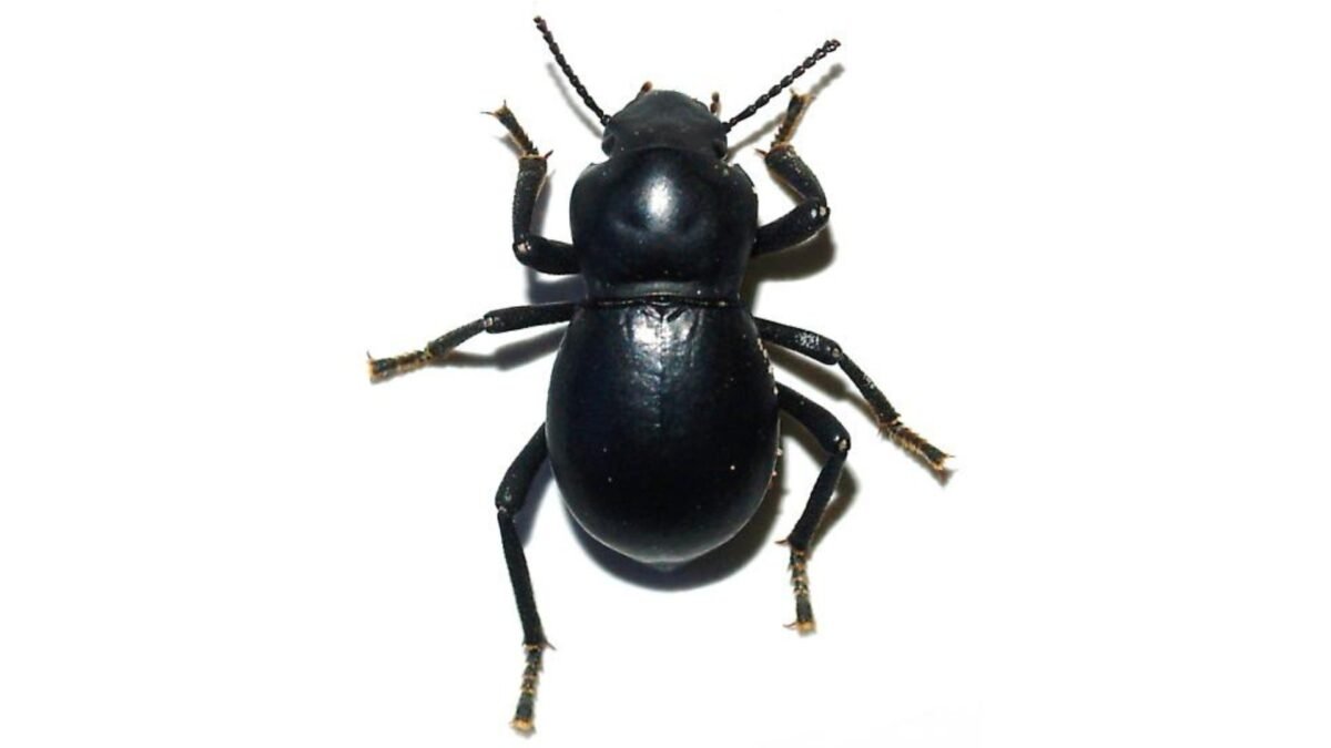 Smooth Black Death Feigning Beetle (Asbolus laevis) – alternate view