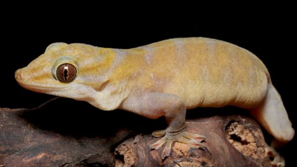 Asbolus laevis IMG - 1 Golden Gecko (Gekko ulikovskii)