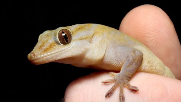 Asbolus laevis IMG - 2 Golden Gecko (Gekko ulikovskii)