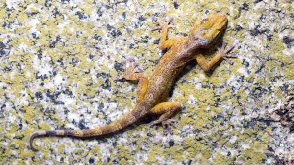 Asbolus laevis IMG - 3 Golden Gecko (Gekko ulikovskii)