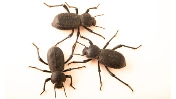 Smooth Black Death Feigning Beetle (Asbolus laevis)