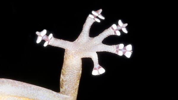 Asbolus laevis IMG - 4 Golden Gecko (Gekko ulikovskii)