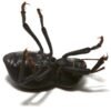 Smooth Black Death Feigning Beetle (Asbolus laevis)