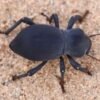 Smooth Black Death Feigning Beetle (Asbolus laevis)