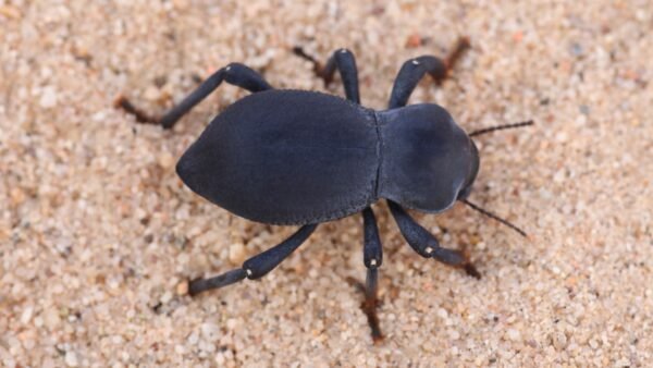 Smooth Black Death Feigning Beetle (Asbolus laevis)